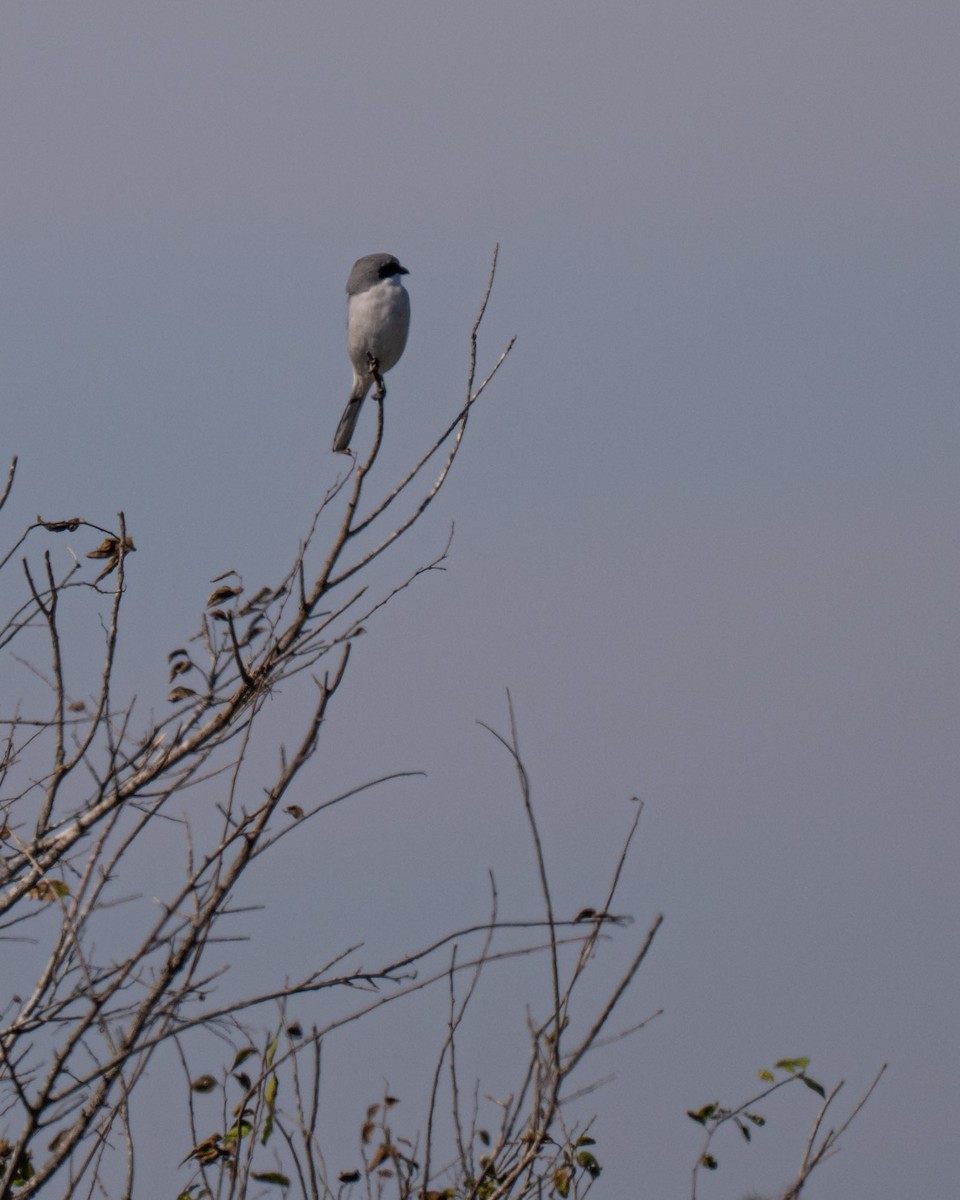 Loggerhead Shrike - ML646602325