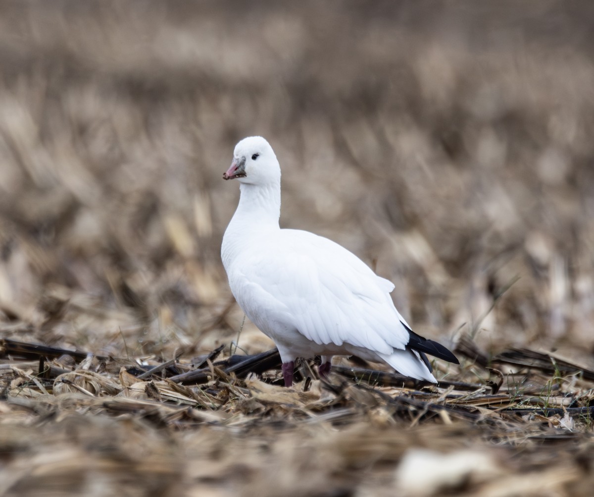 Ross's Goose - ML646602327