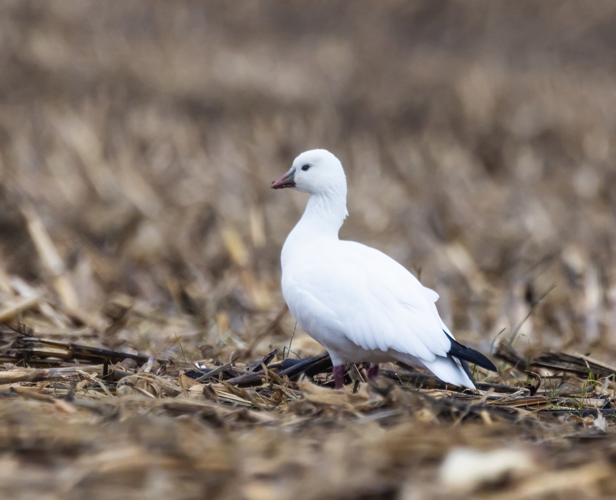 Ross's Goose - ML646602328