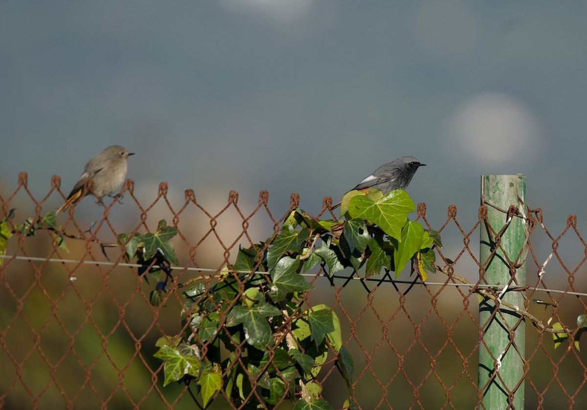 Colirrojo Tizón - ML646602331