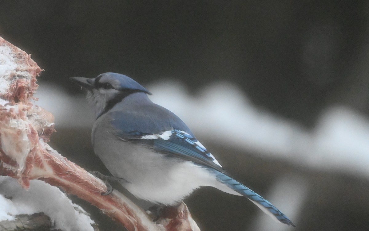 Blue Jay - ML646602332