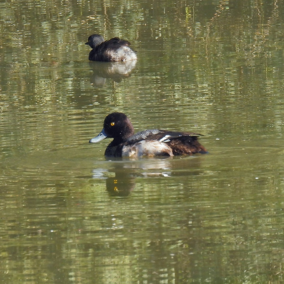 Lesser Scaup - ML646602333