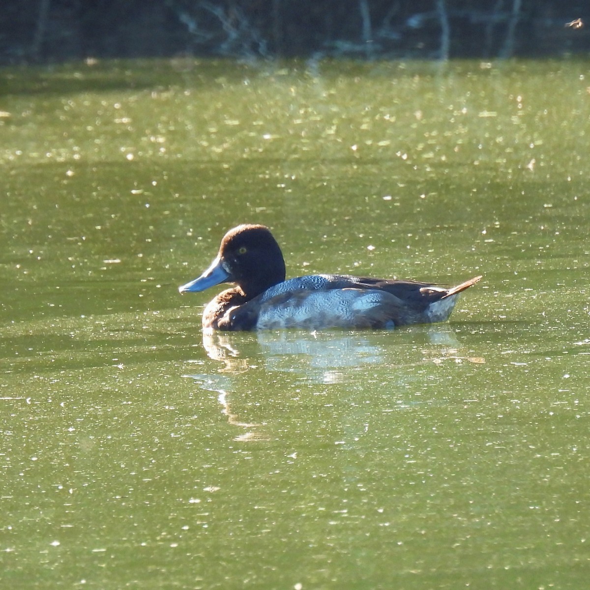Lesser Scaup - ML646602334