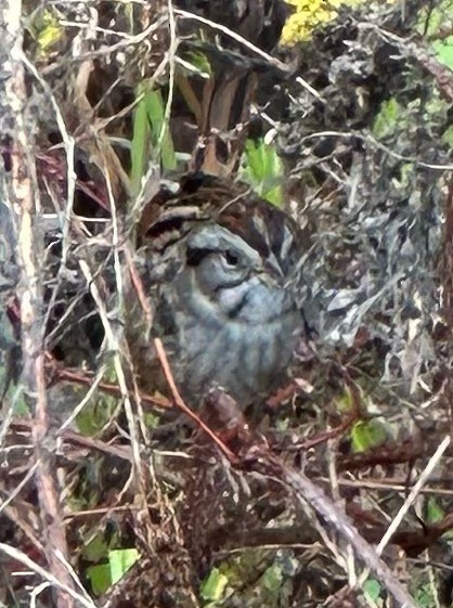 Swamp Sparrow - ML646602335