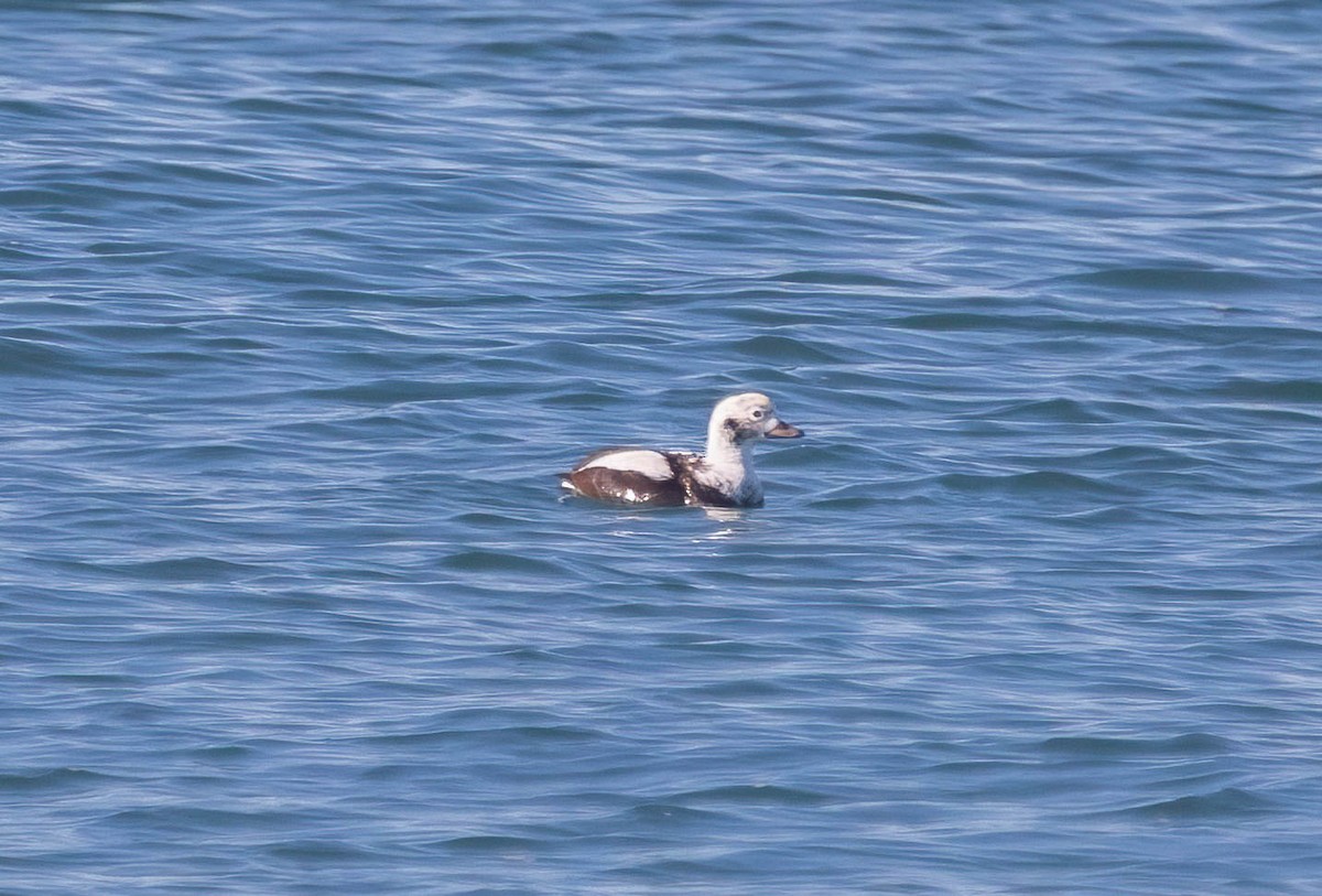 Moretta codona - ML646602336