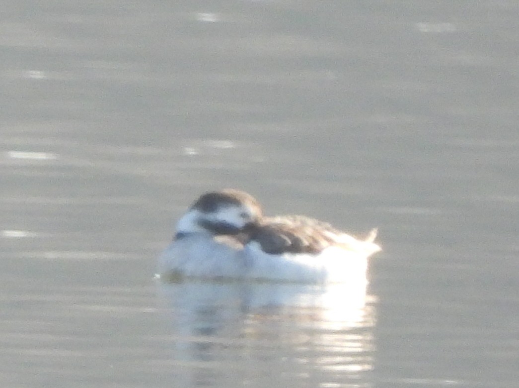 Long-tailed Duck - ML646602338