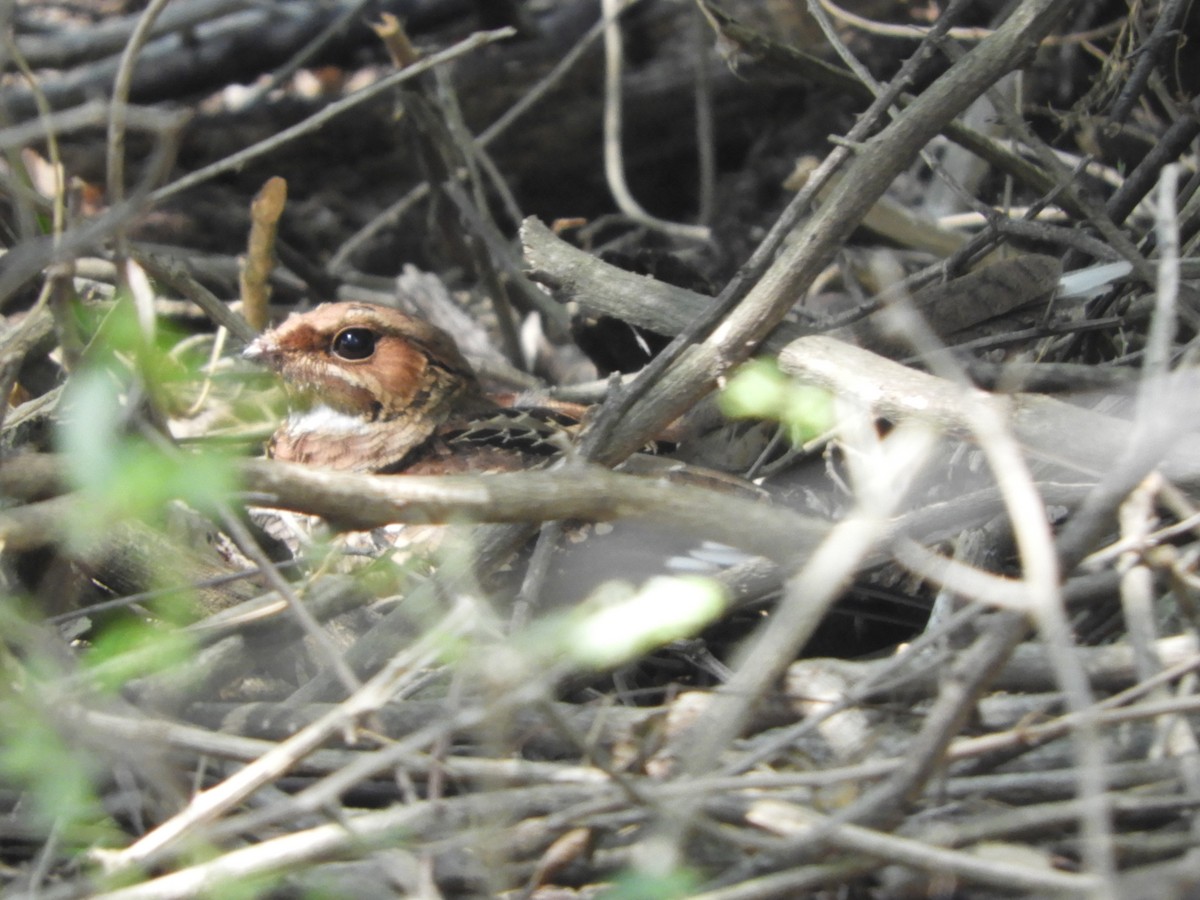 Common Pauraque - ML646602340