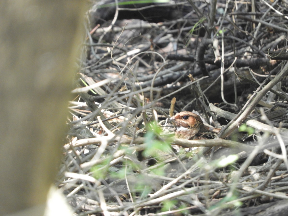 Common Pauraque - ML646602341