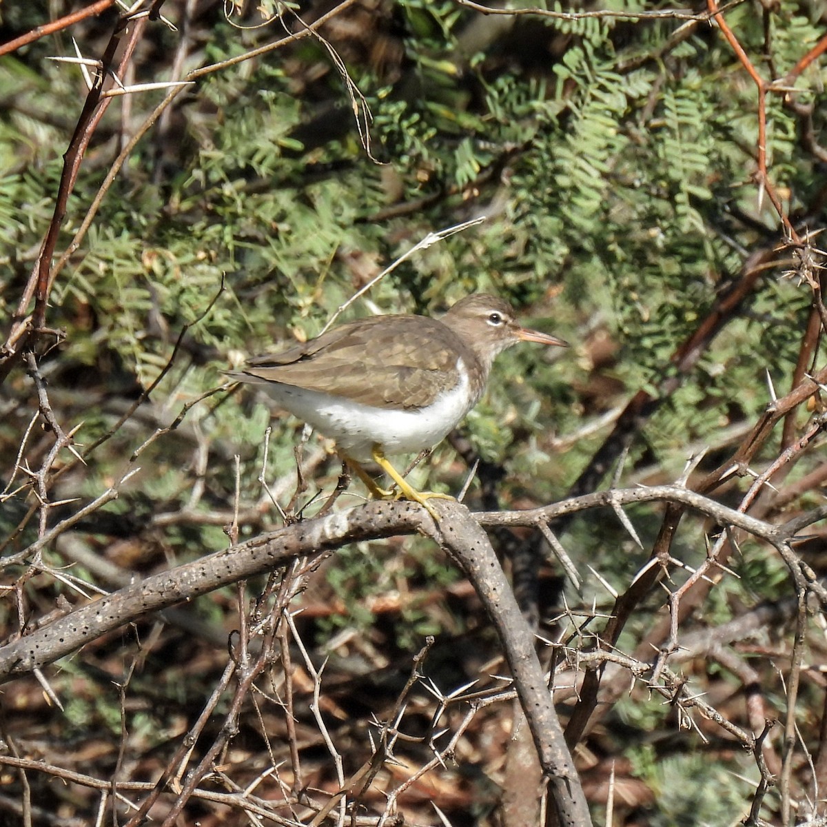 Spotted Sandpiper - ML646602344