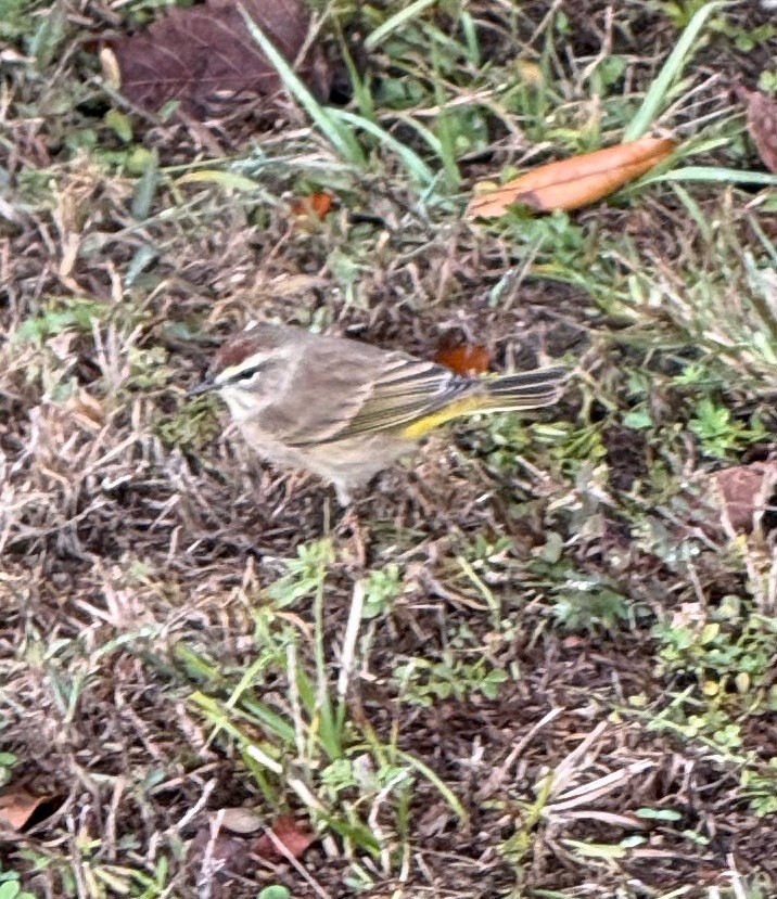 lesňáček bažinný - ML646602346