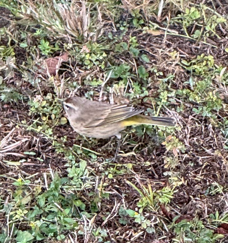 lesňáček bažinný - ML646602347