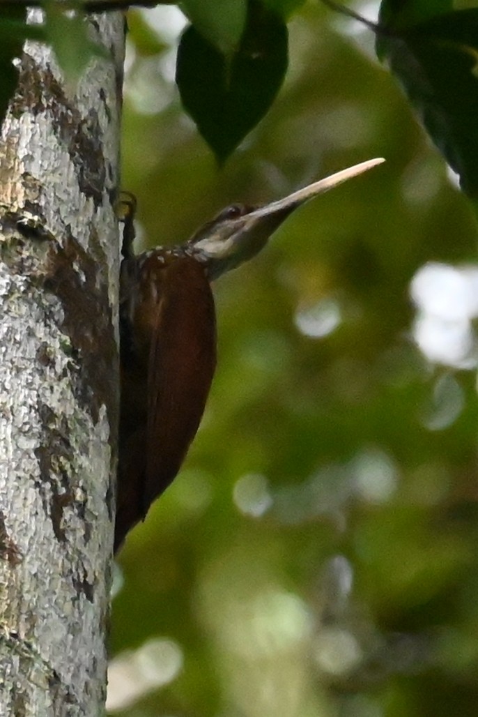 Дереволаз білогорлий - ML646602348