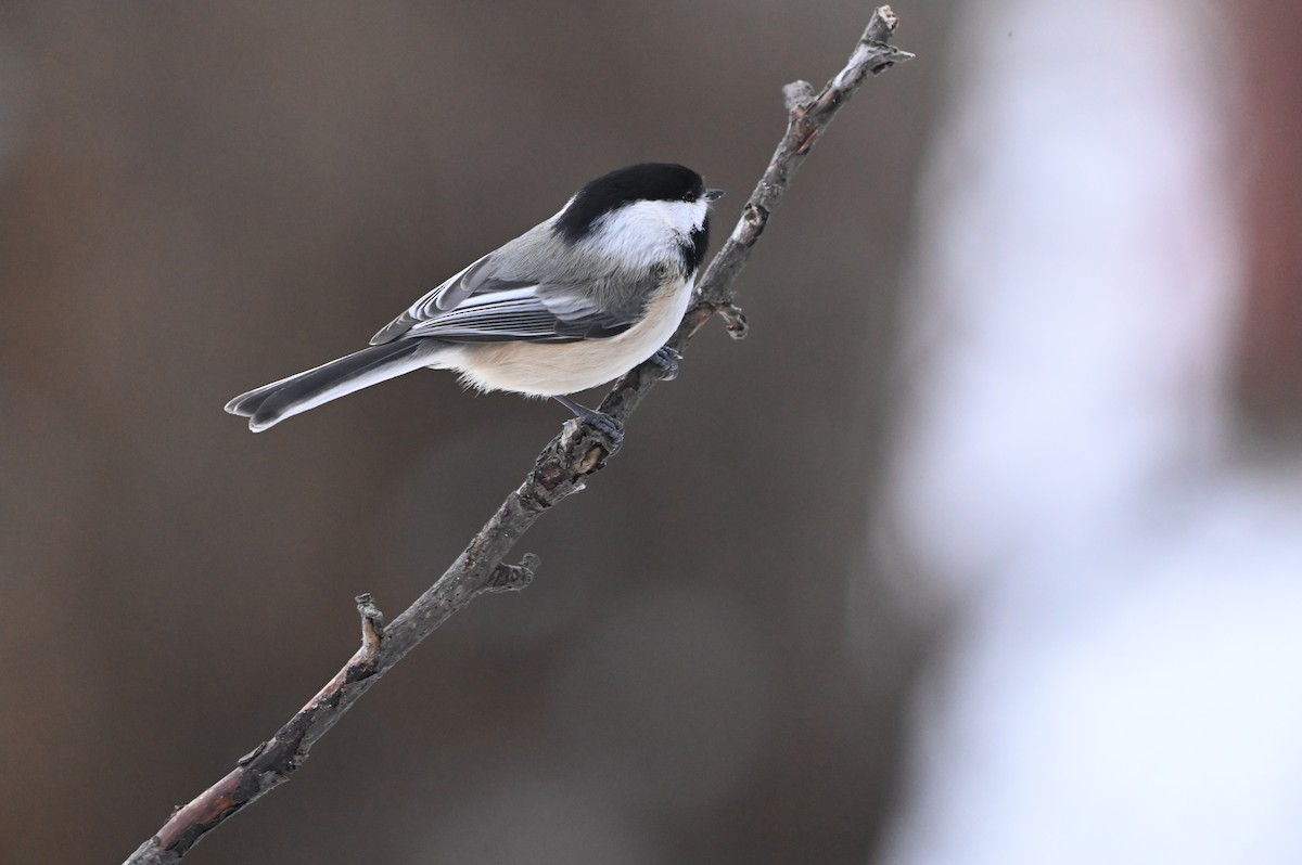 Black-capped Chickadee - ML646602350