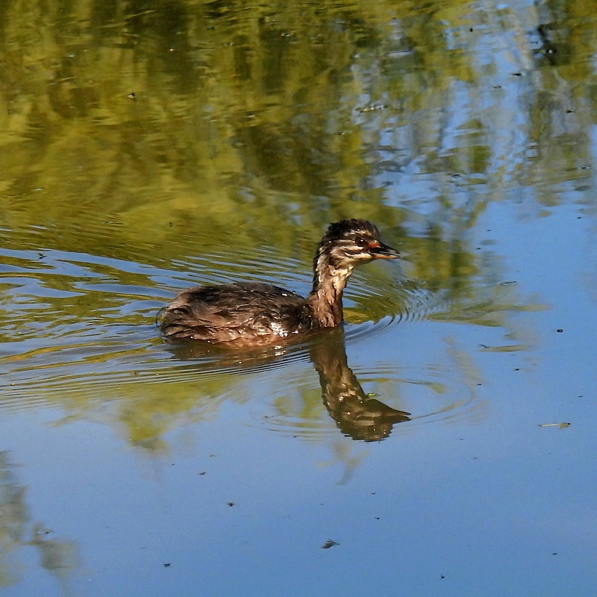 Least Grebe - ML646602355