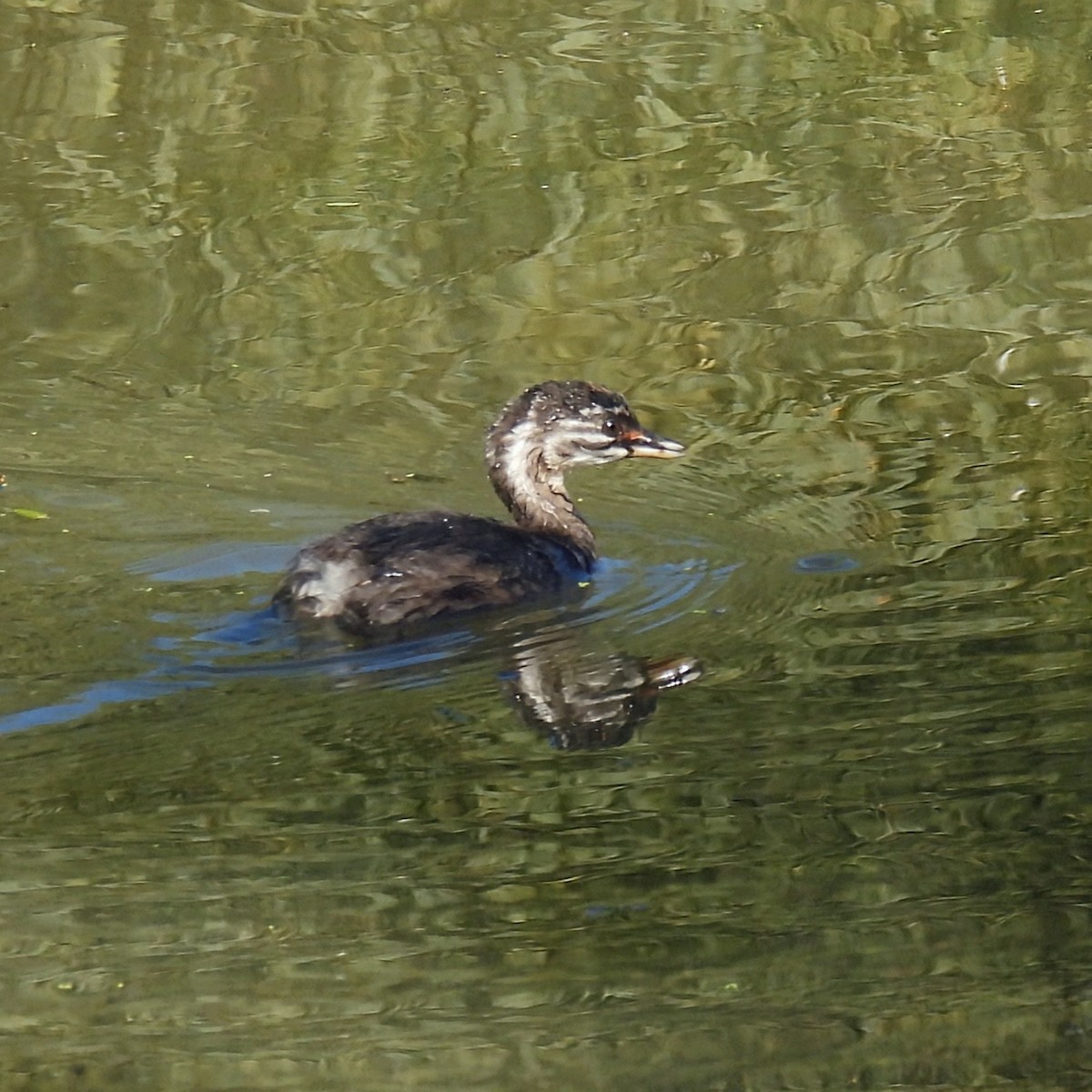 Least Grebe - ML646602356