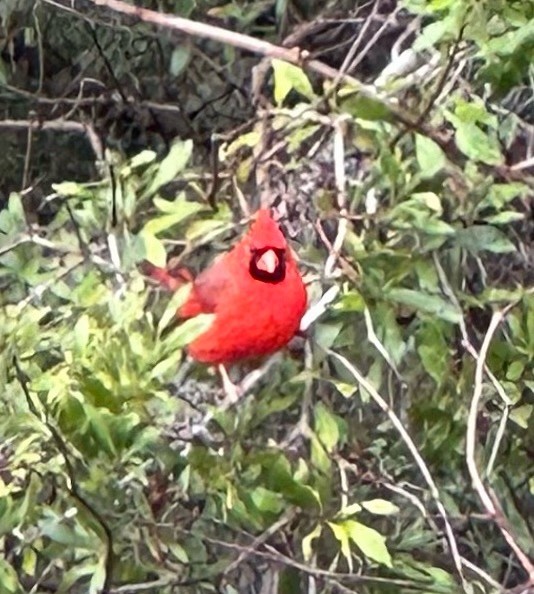 kardinál červený - ML646602357