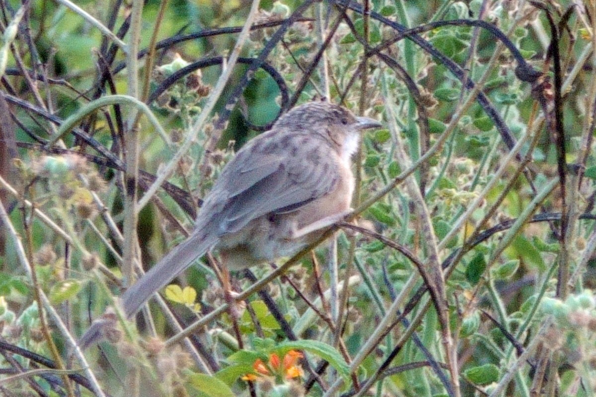 Common Babbler - ML646602367