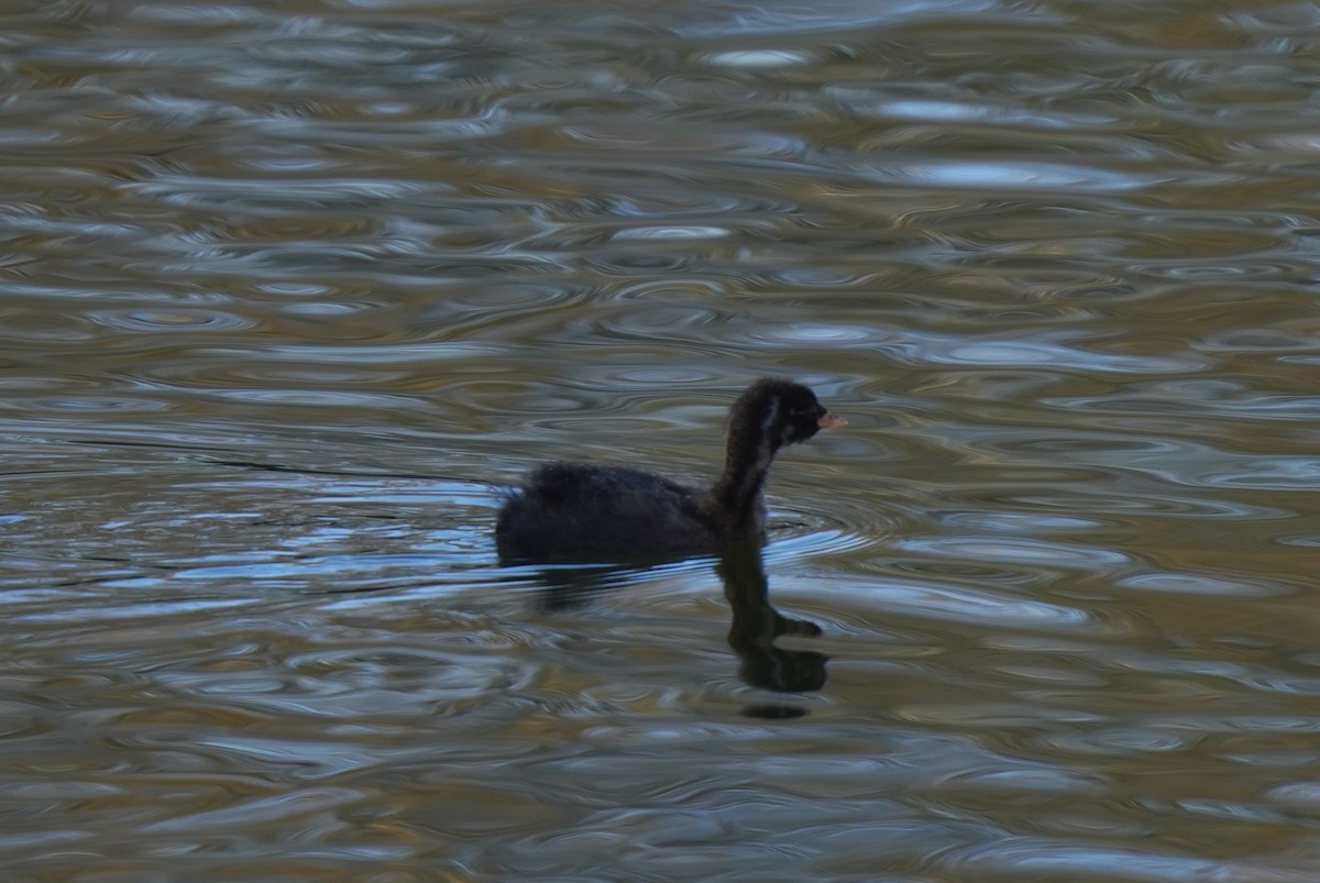 Zampullín Común - ML646602370