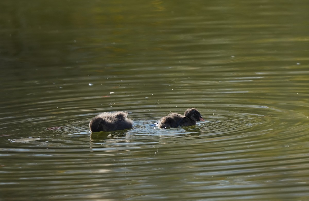 Zampullín Común - ML646602371