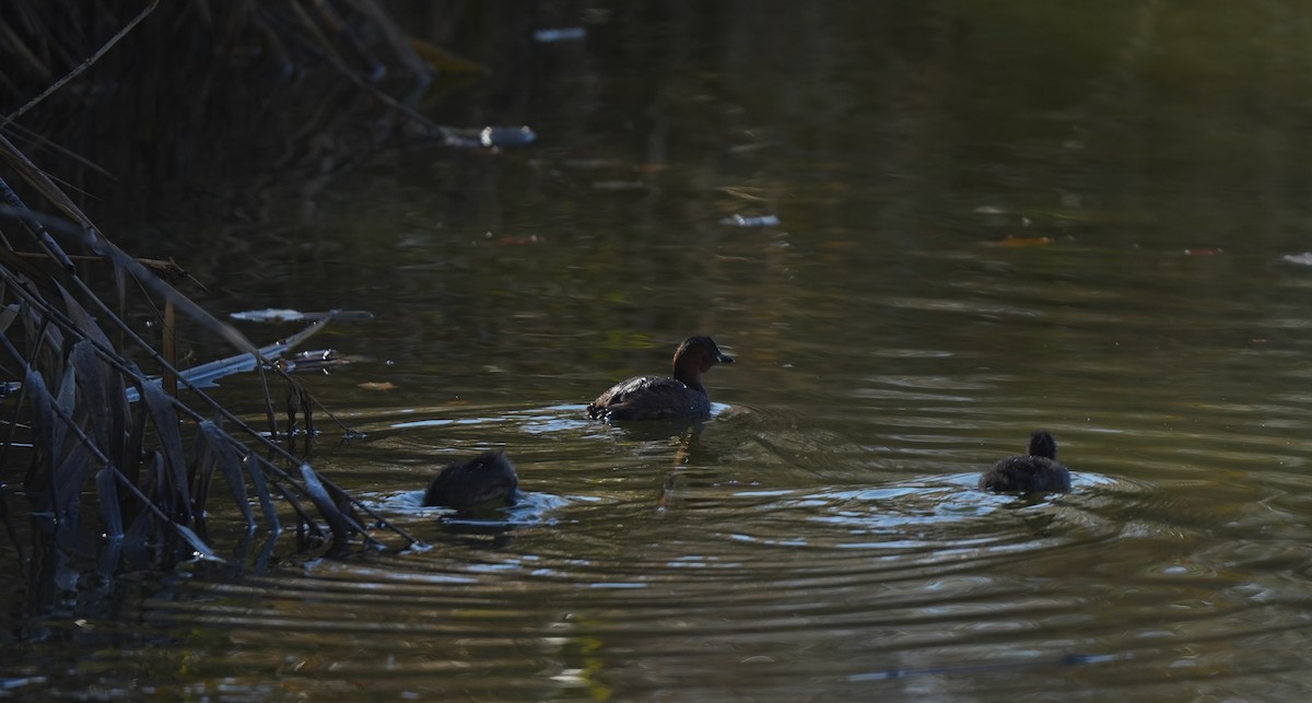 Zampullín Común - ML646602372