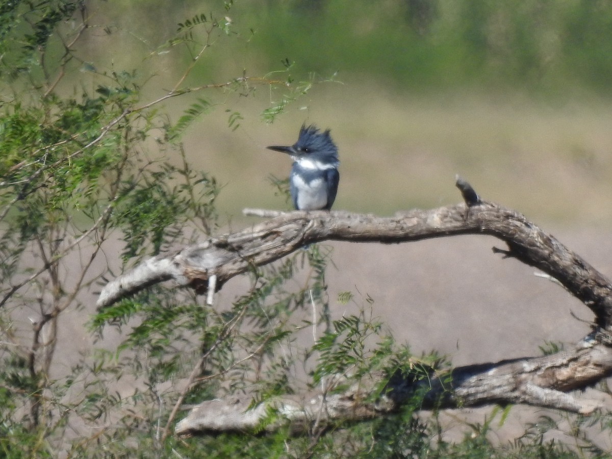 Martin-pêcheur d'Amérique - ML646602376