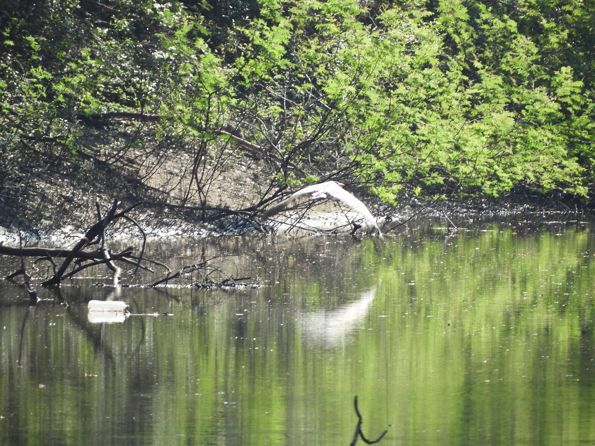 Cocoi Heron - ML646602379