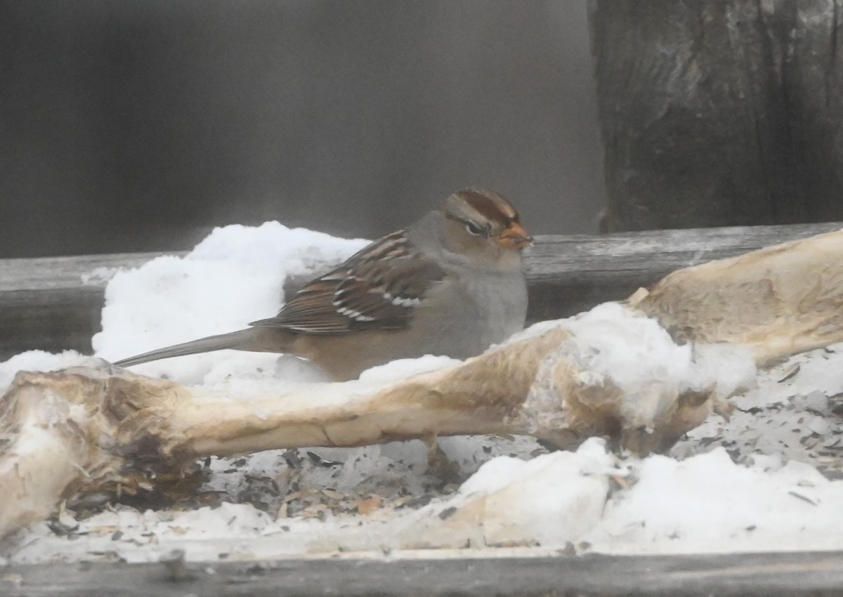 White-crowned Sparrow - ML646602380