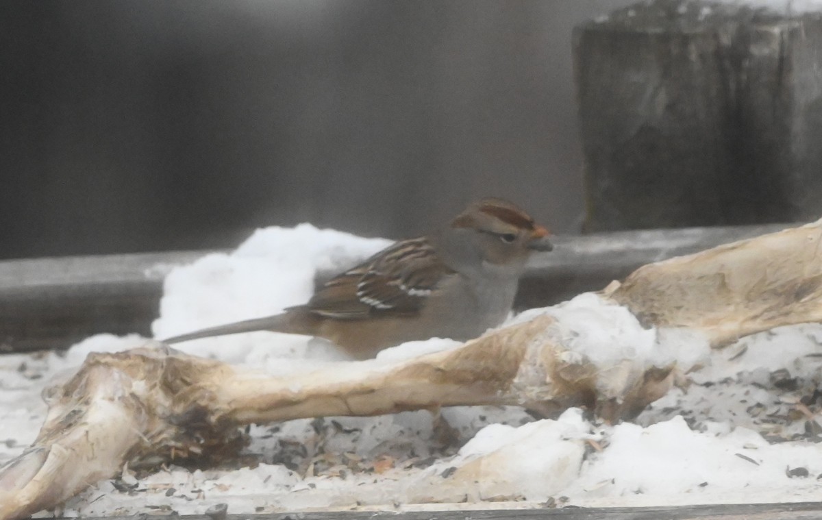 White-crowned Sparrow - ML646602381