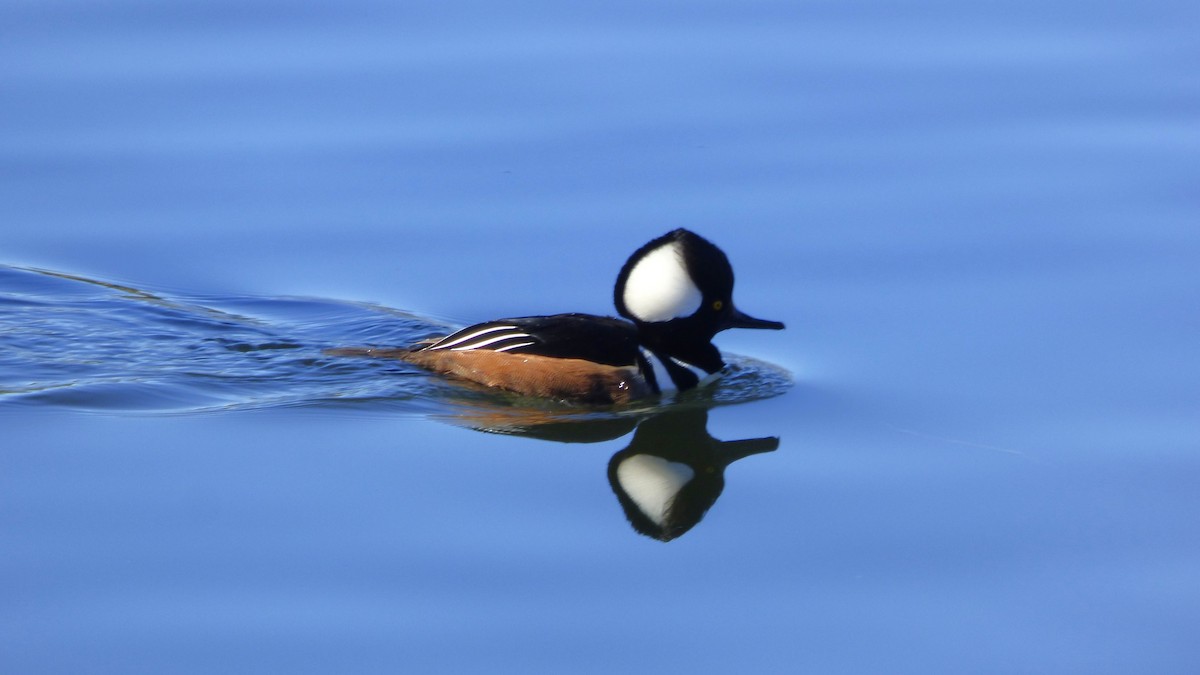 Zerra buruhandia - ML646602382