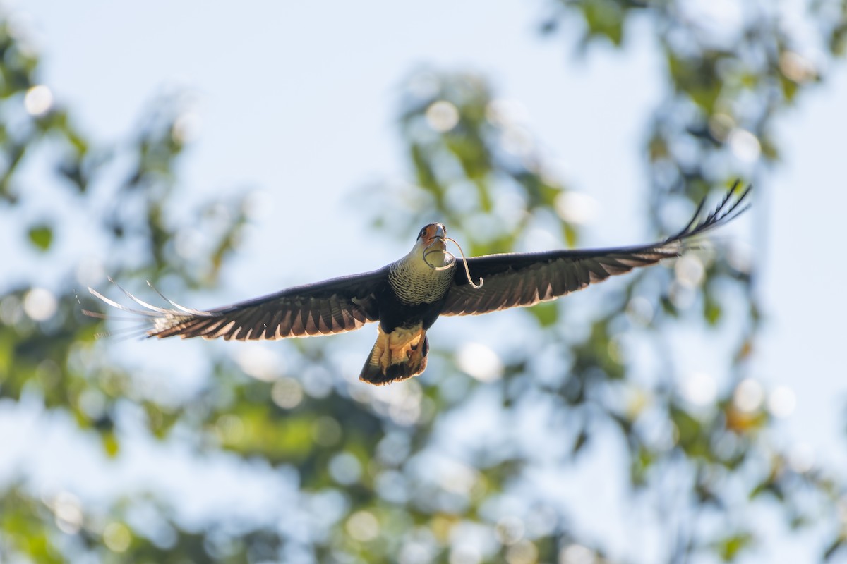Caracara huppé - ML646602383