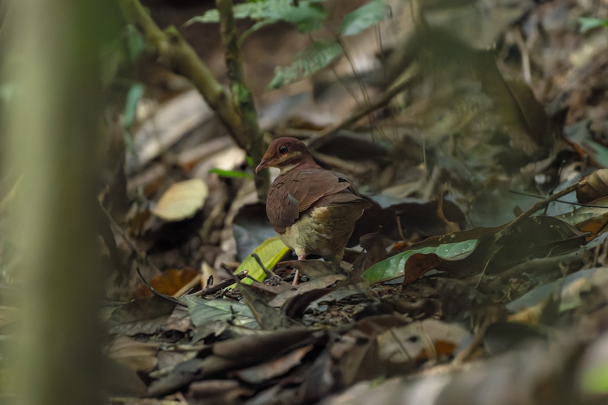 Colombe rouviolette - ML646602388