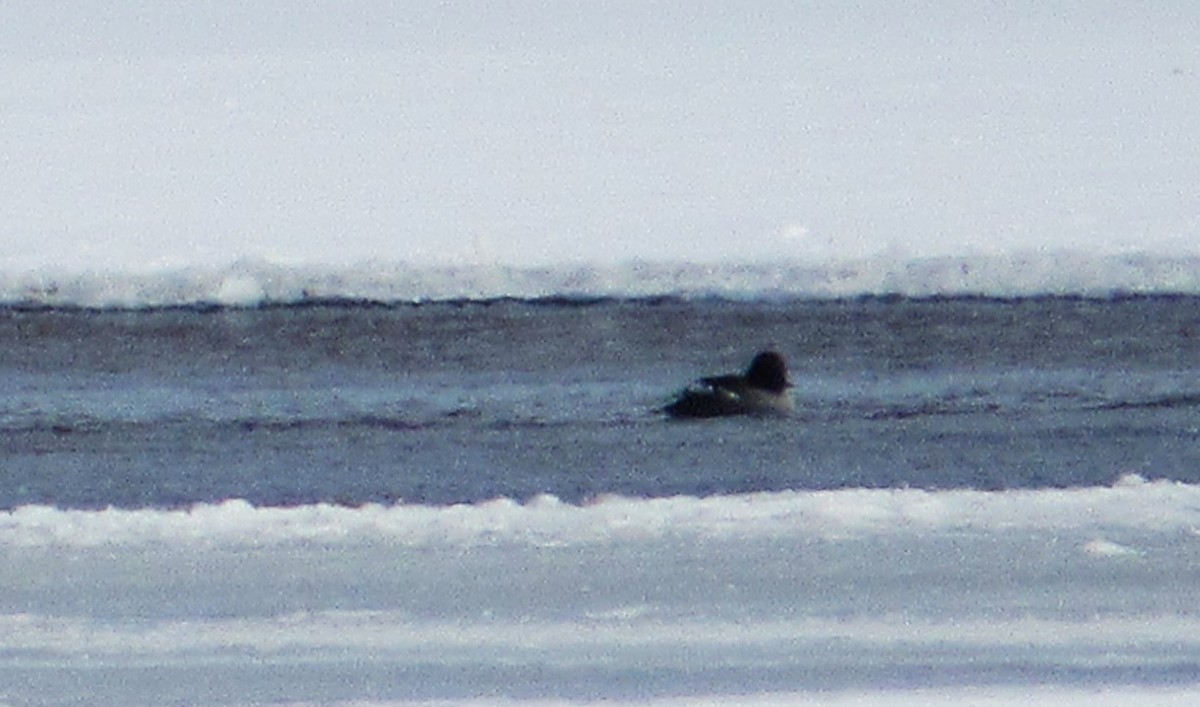 Гоголь - ML646602391