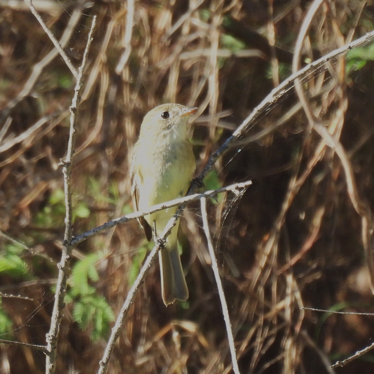 Least Flycatcher - ML646602393