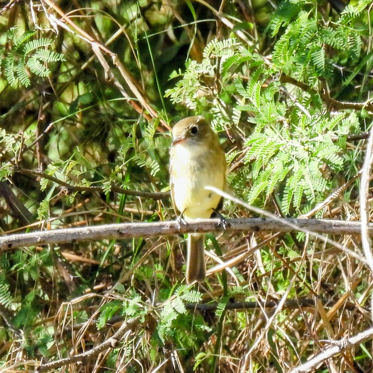 Least Flycatcher - ML646602394