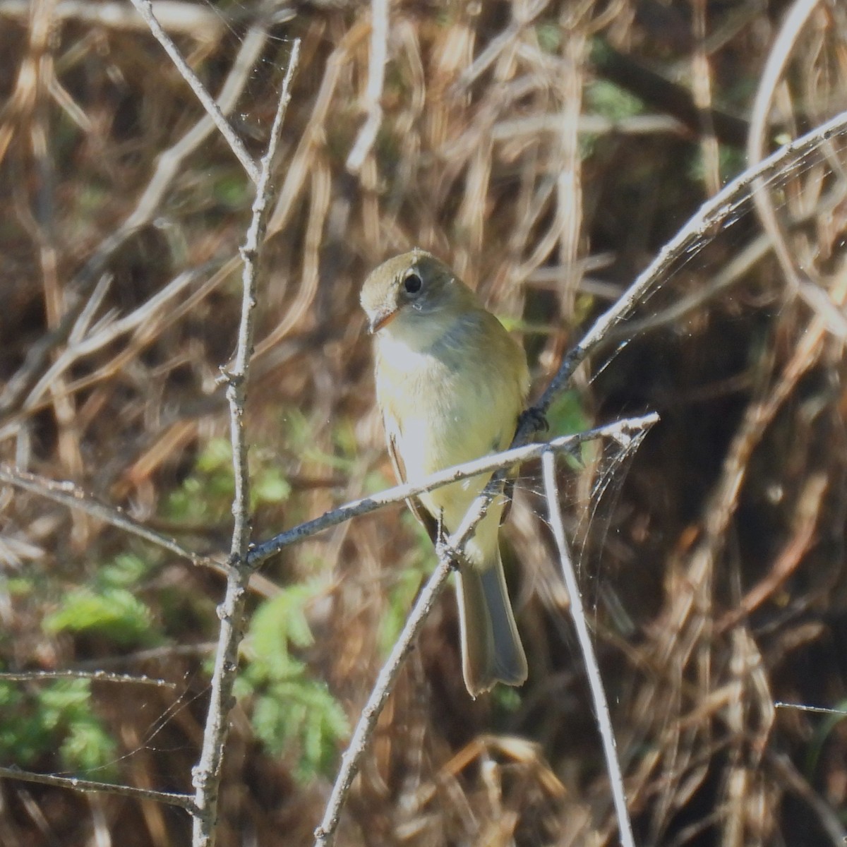Least Flycatcher - ML646602395