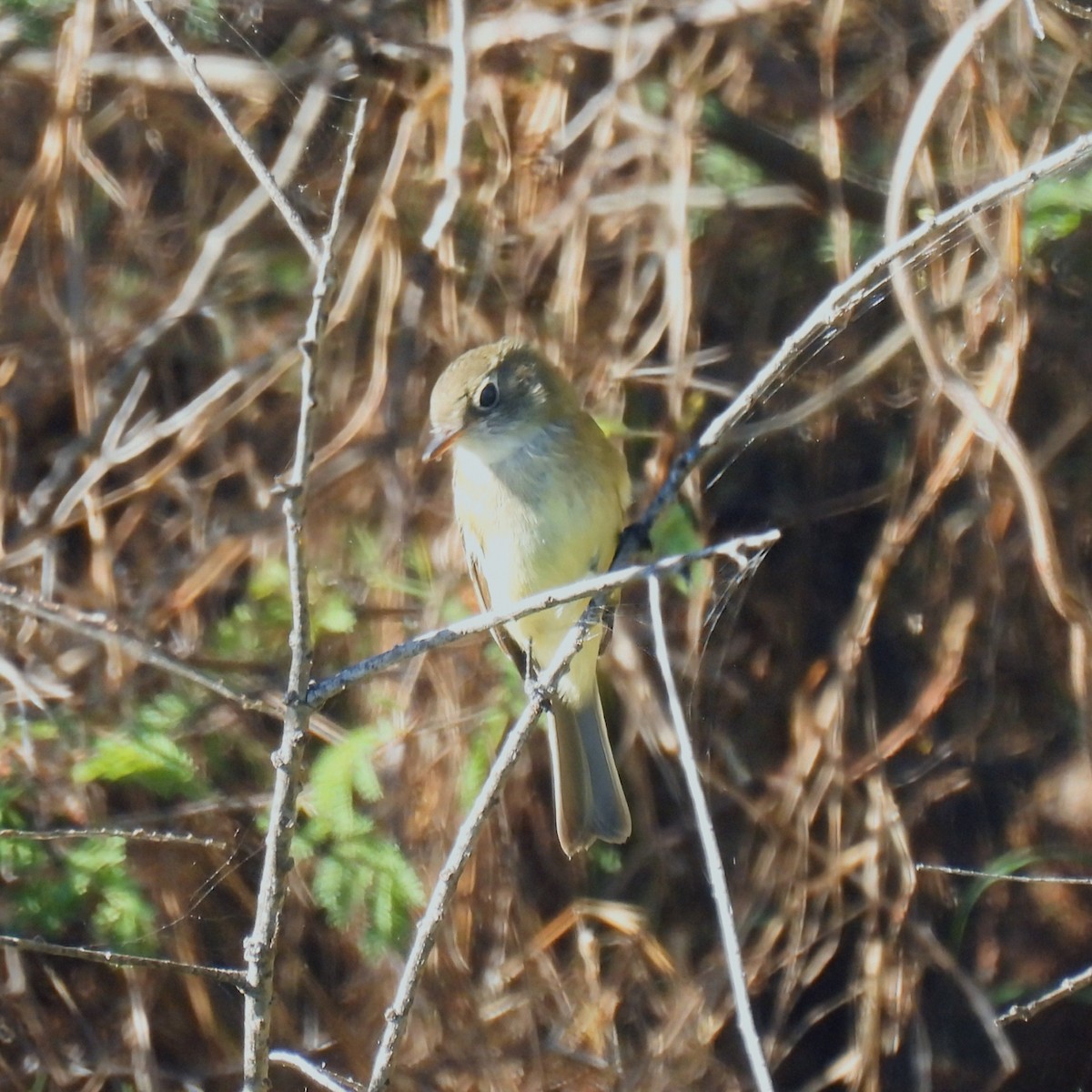 Least Flycatcher - ML646602396