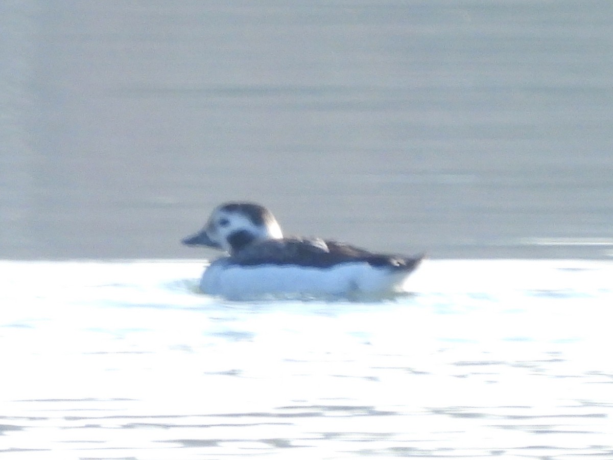 Long-tailed Duck - ML646602397