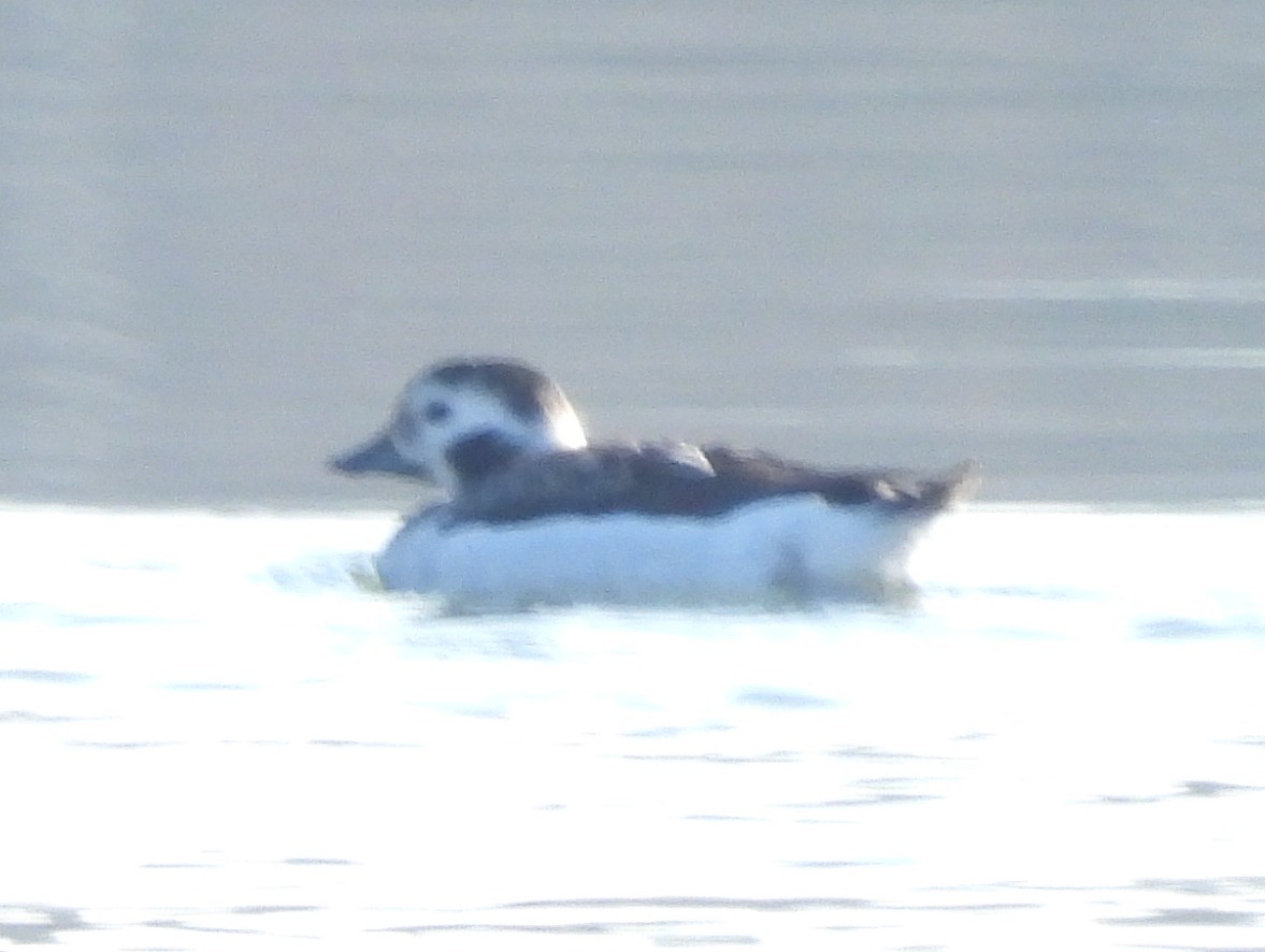 Long-tailed Duck - ML646602398