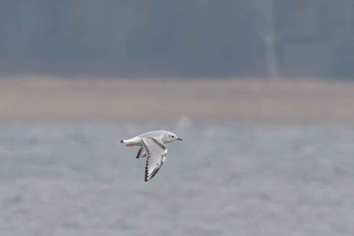 Bonaparte's Gull - ML646602399