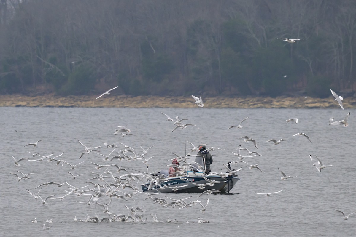 Bonaparte's Gull - ML646602401