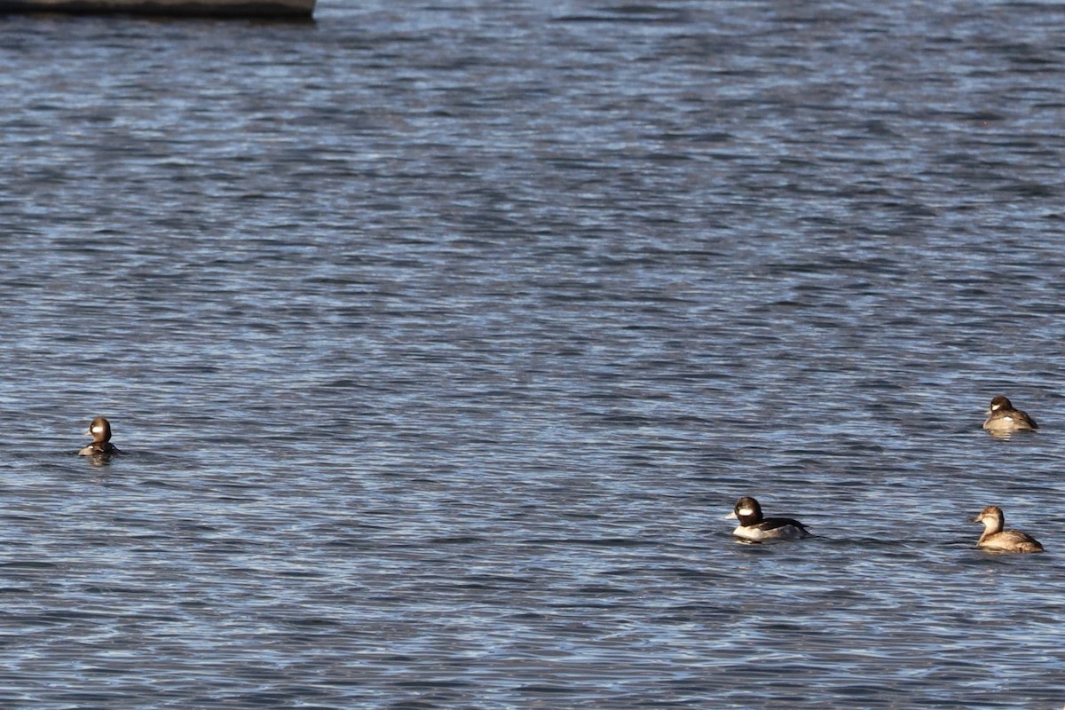 Petit Garrot - ML646602405