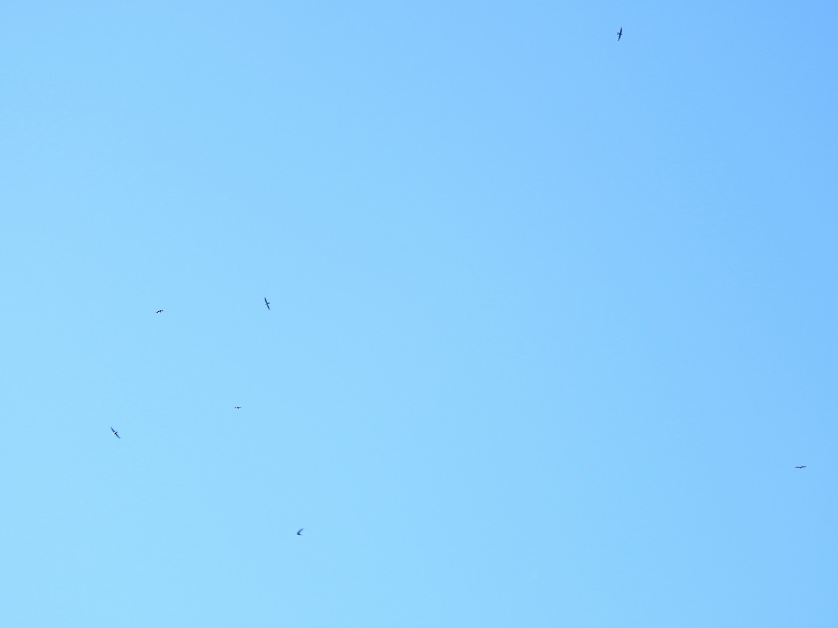 Martinet épineux - ML646602406