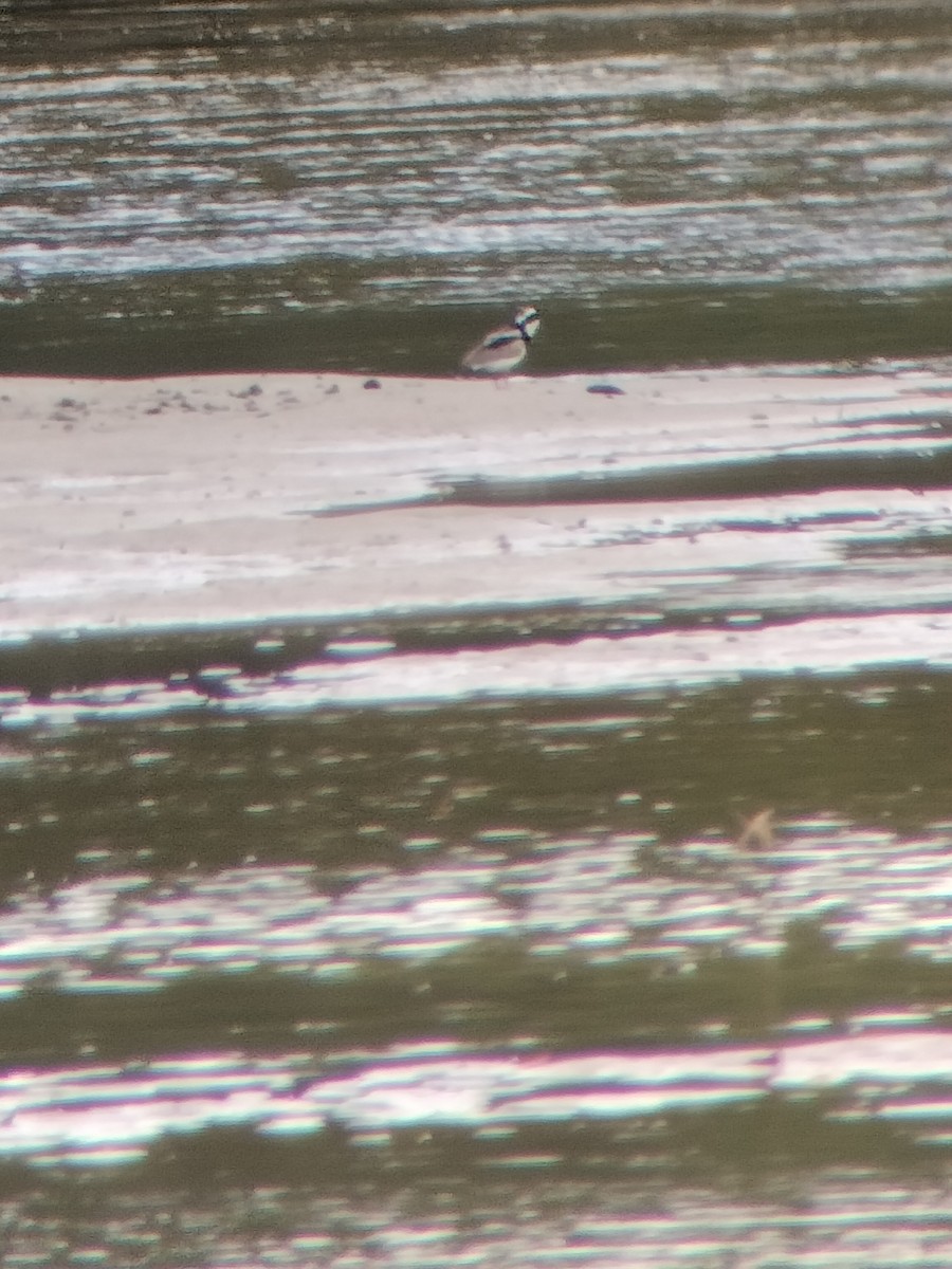 Pied Plover - ML646602407