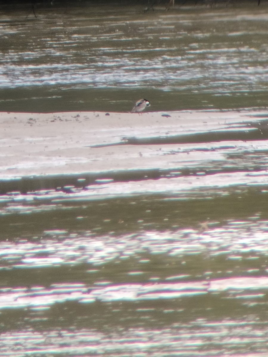 Pied Plover - ML646602408