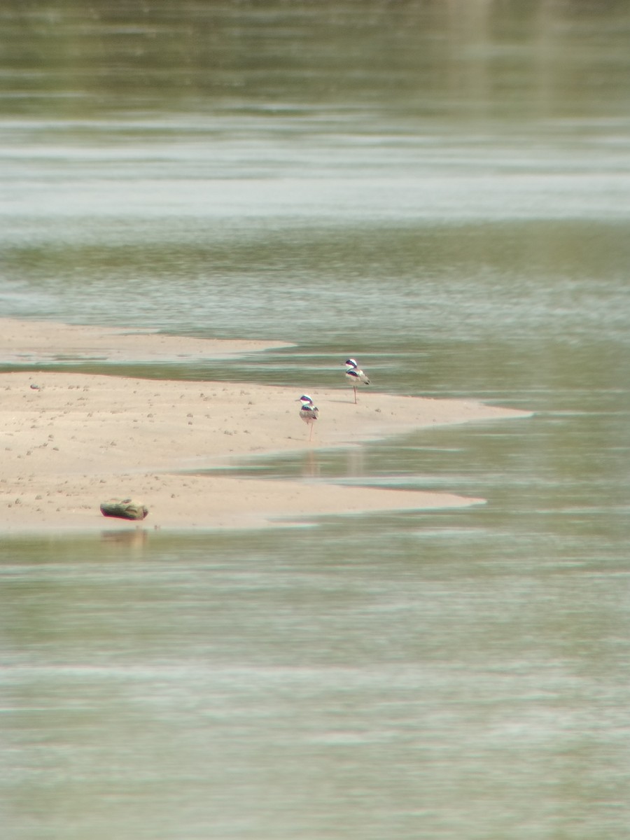 Pied Plover - ML646602410