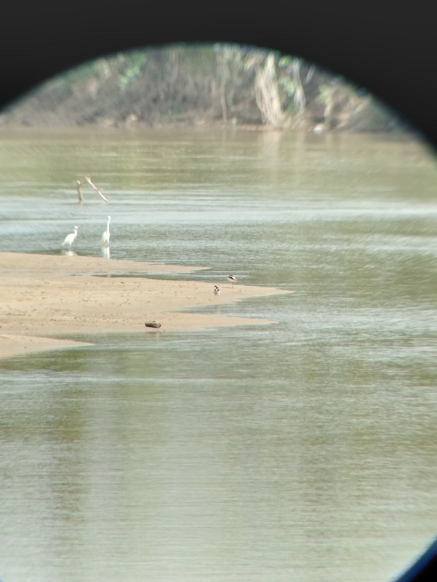 Pied Plover - ML646602411
