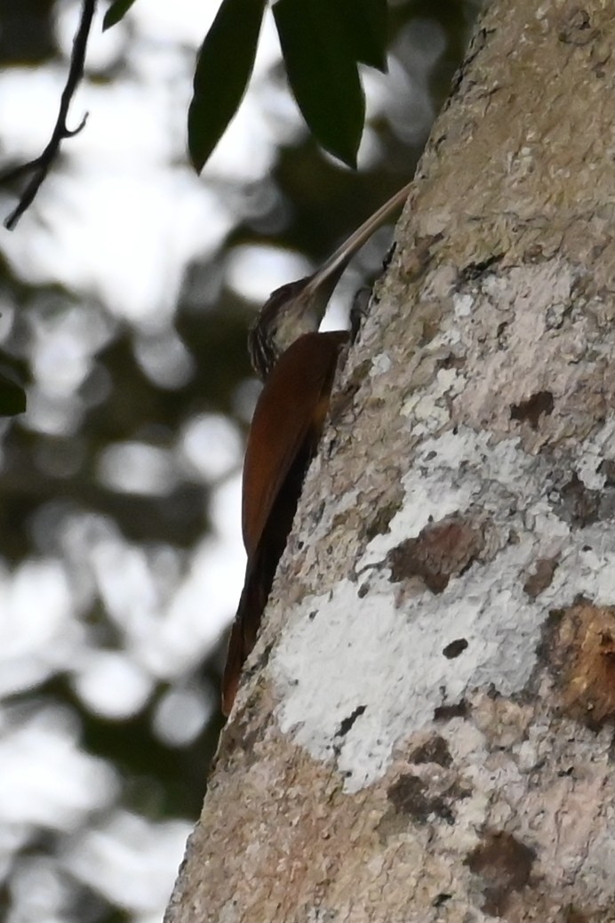 Дереволаз білогорлий - ML646602412