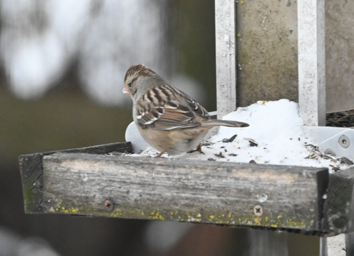 White-crowned Sparrow - ML646602415
