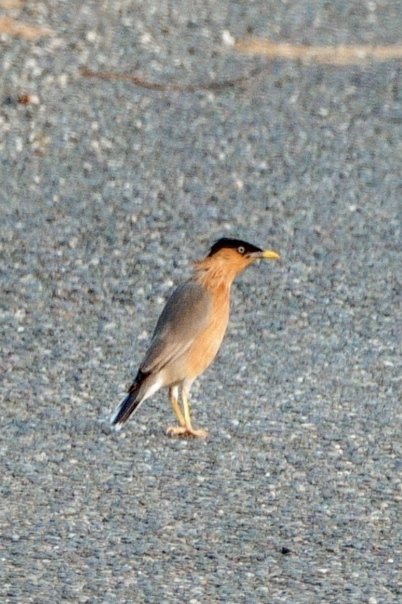 Étourneau des pagodes - ML646602416