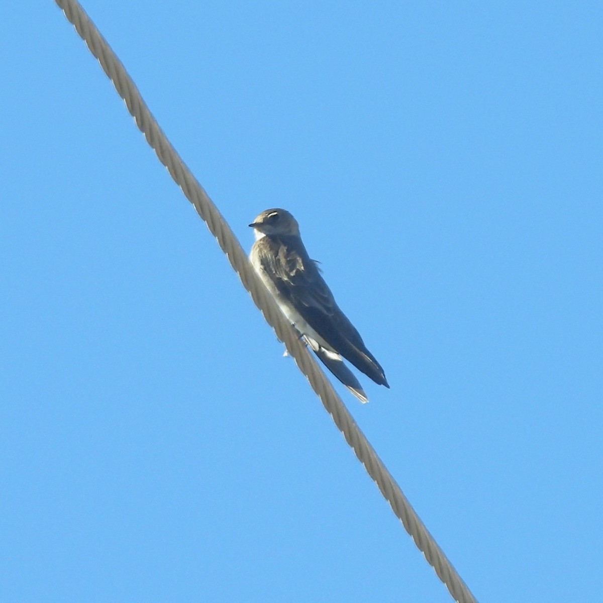 Hirondelle à ailes hérissées - ML646602420